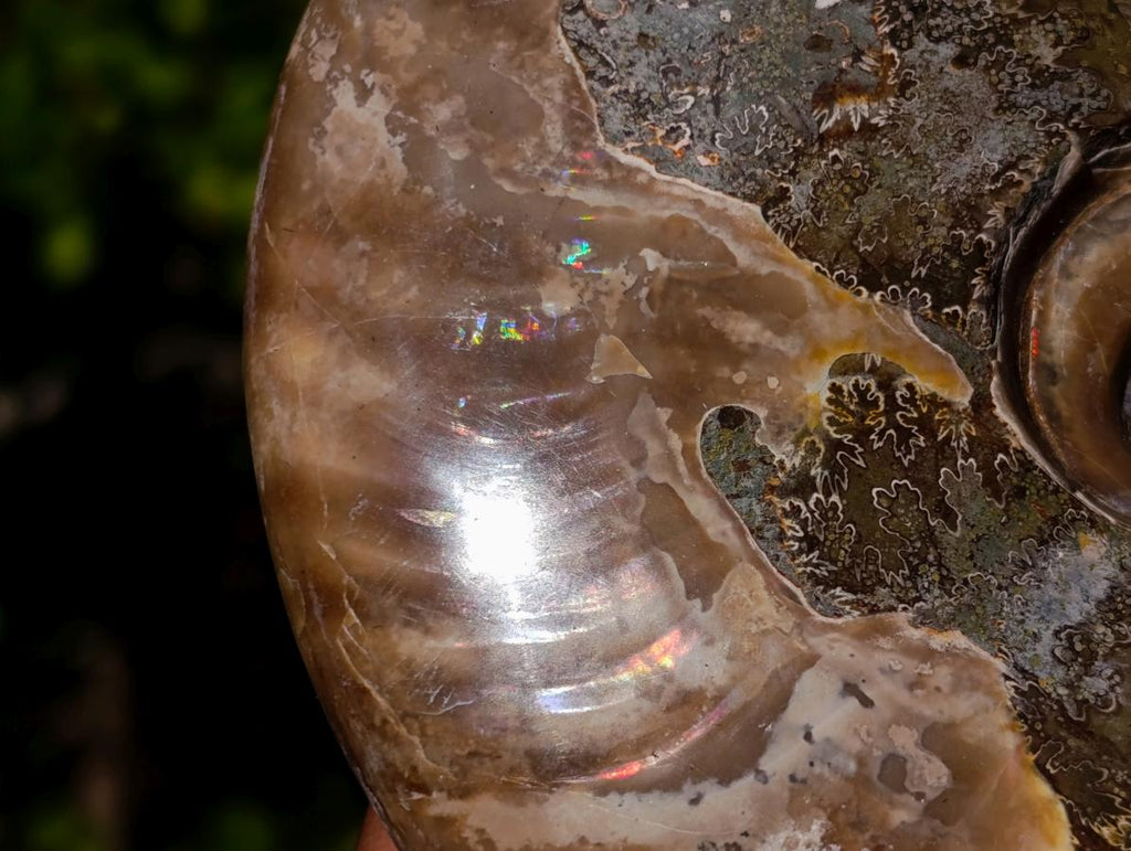 Polished Opalized Cleoniceras Ammonite Fossils x 2 From Tulear, Madagascar