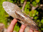 Polished Opalized Cleoniceras Ammonite Fossils x 2 From Tulear, Madagascar