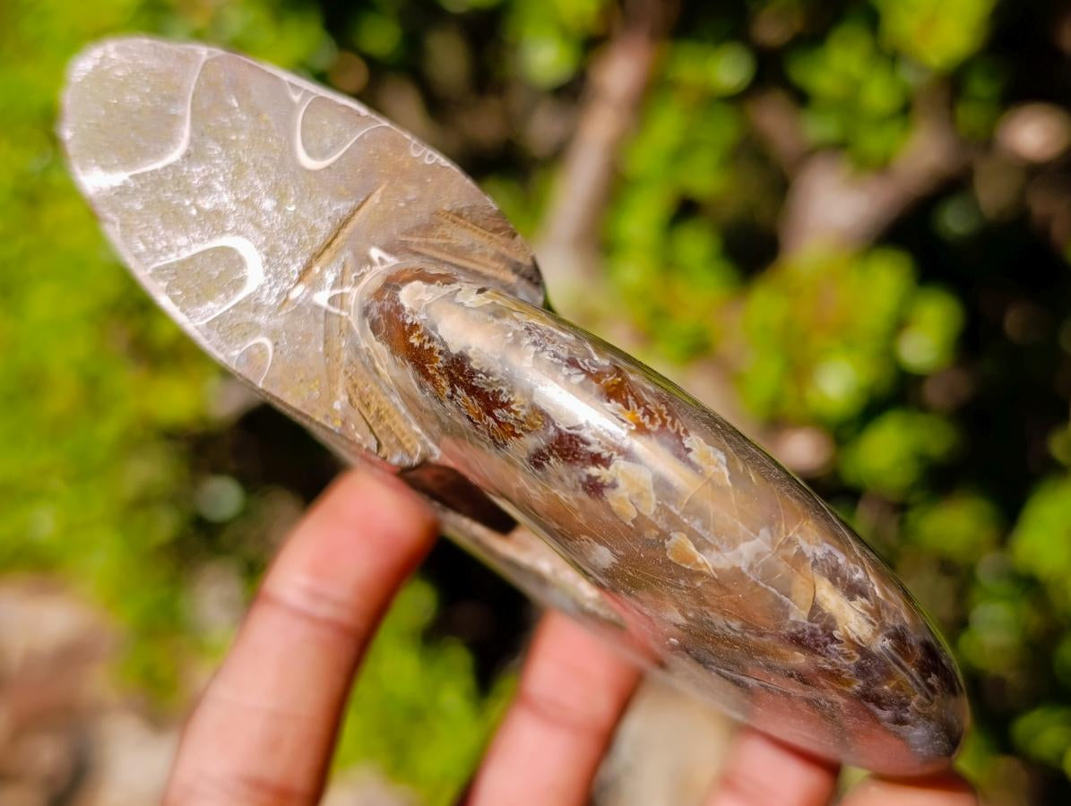 Polished Opalized Cleoniceras Ammonite Fossils x 2 From Tulear, Madagascar