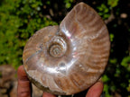 Polished Opalized Cleoniceras Ammonite Fossils x 2 From Tulear, Madagascar