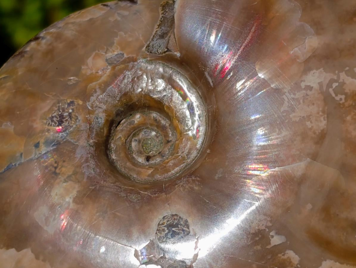 Polished Opalized Cleoniceras Ammonite Fossils x 2 From Tulear, Madagascar