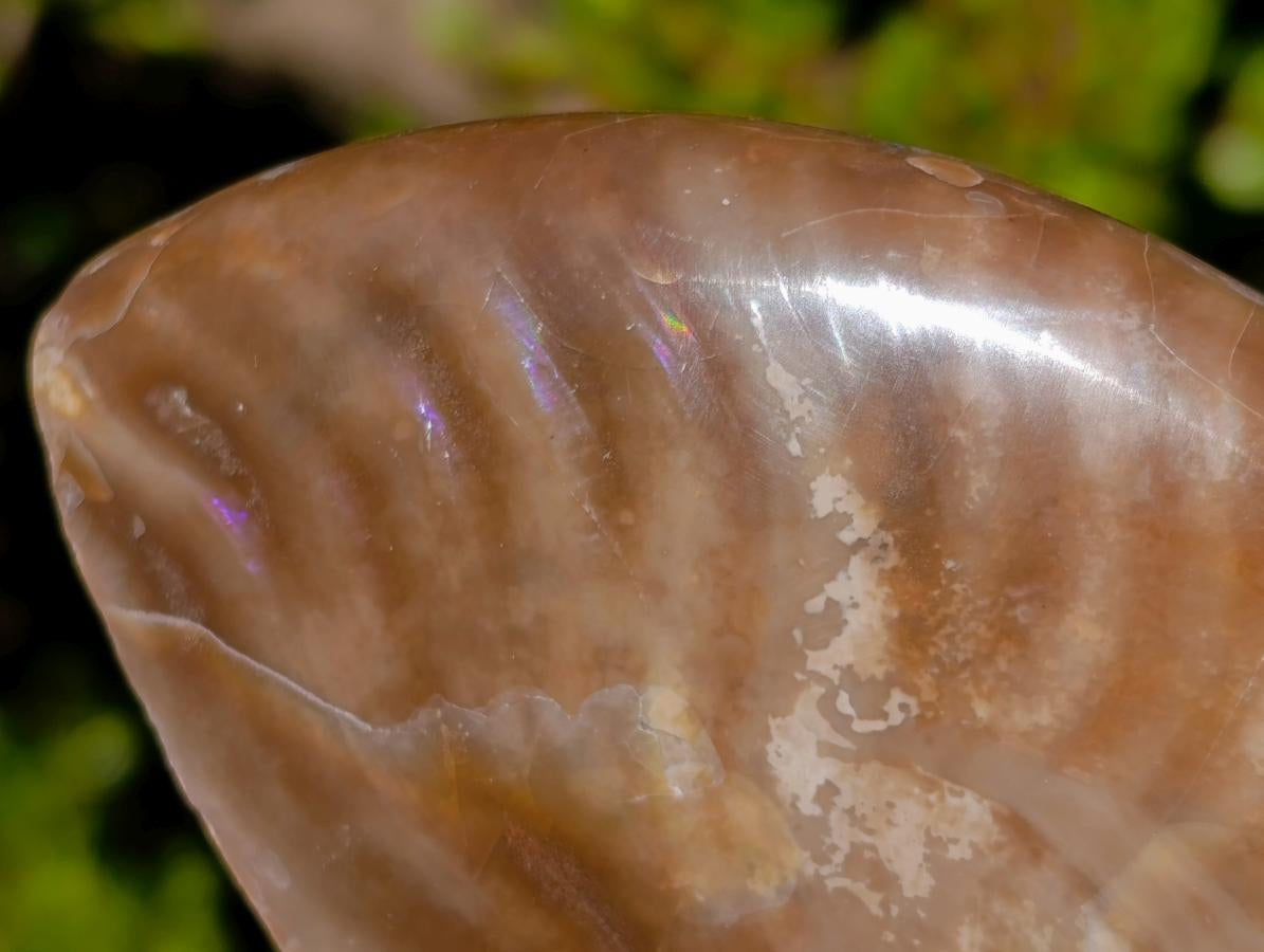 Polished Opalized Cleoniceras Ammonite Fossils x 2 From Tulear, Madagascar