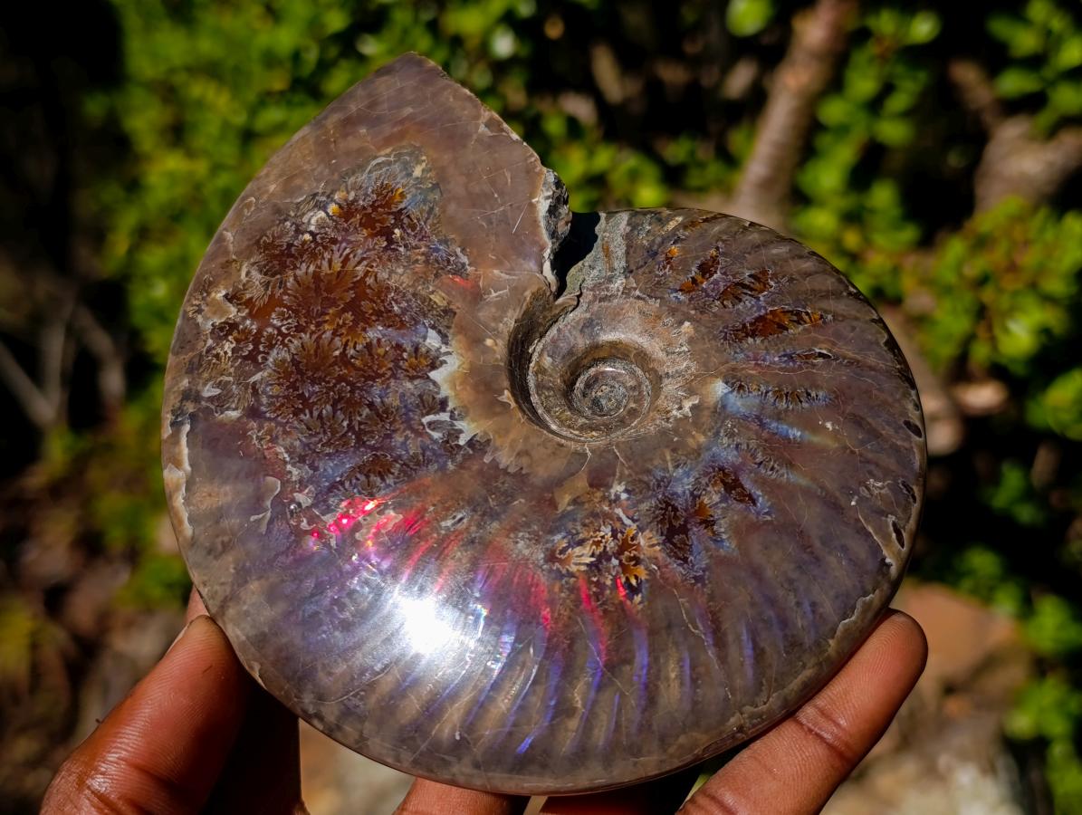 Polished Opalized Cleoniceras Ammonite Fossils x 2 From Tulear, Madagascar
