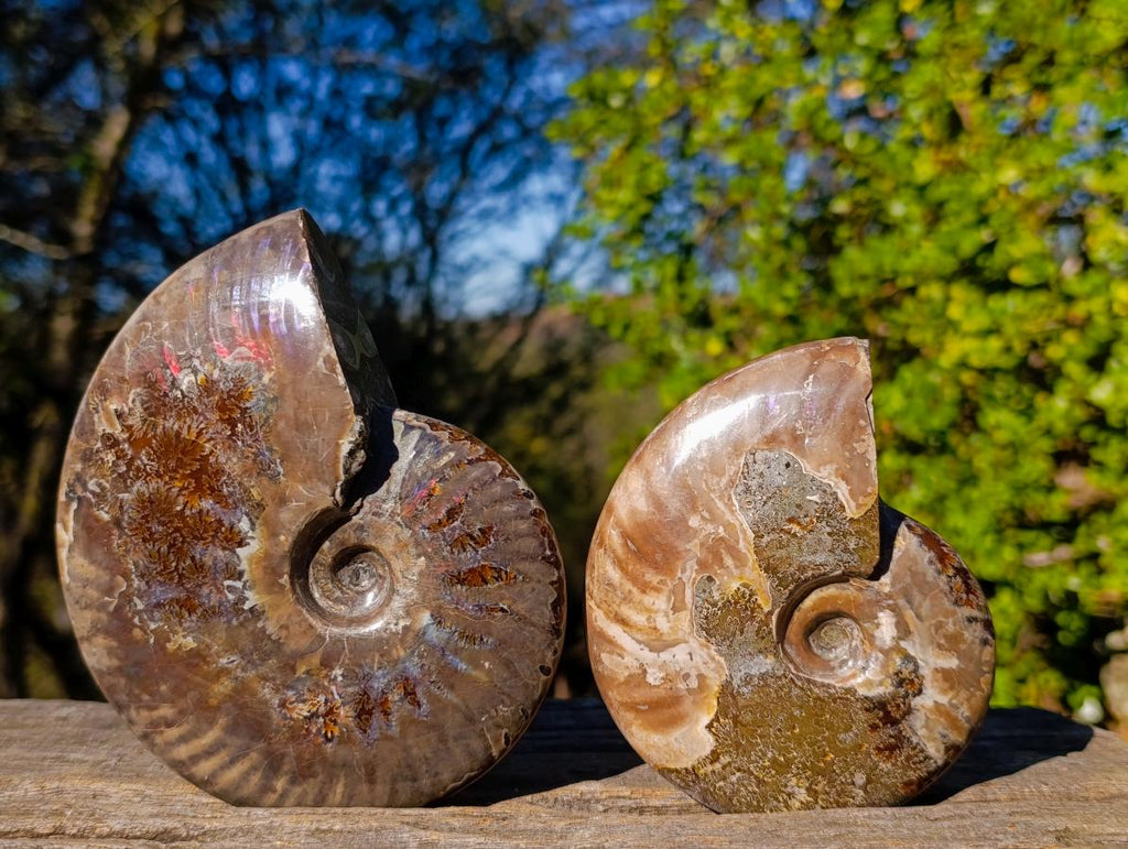 Polished Opalized Cleoniceras Ammonite Fossils x 2 From Tulear, Madagascar