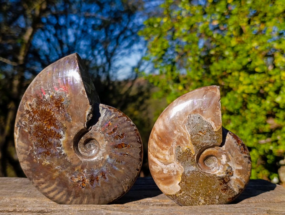 Polished Opalized Cleoniceras Ammonite Fossils x 2 From Tulear, Madagascar