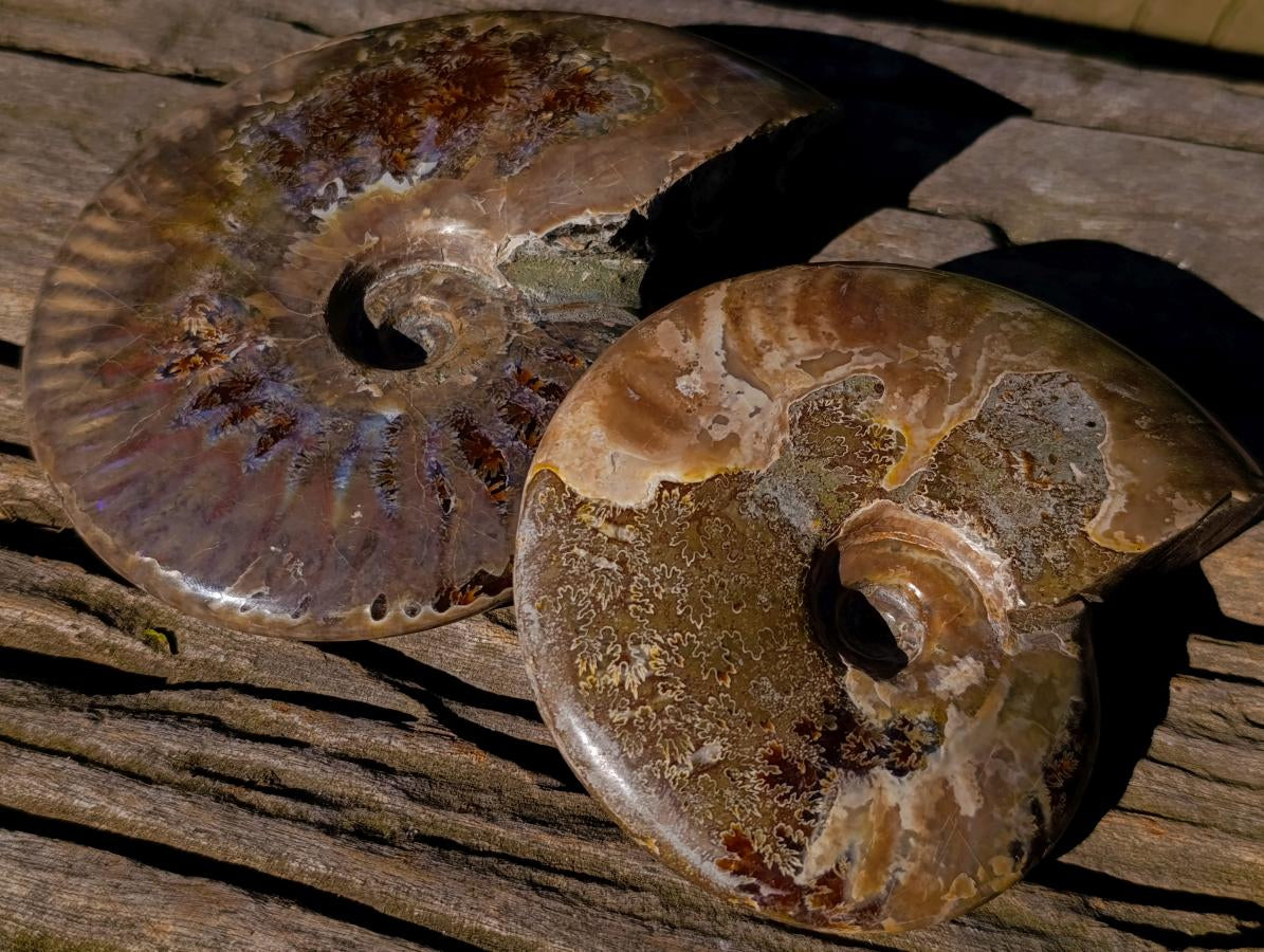 Polished Opalized Cleoniceras Ammonite Fossils x 2 From Tulear, Madagascar