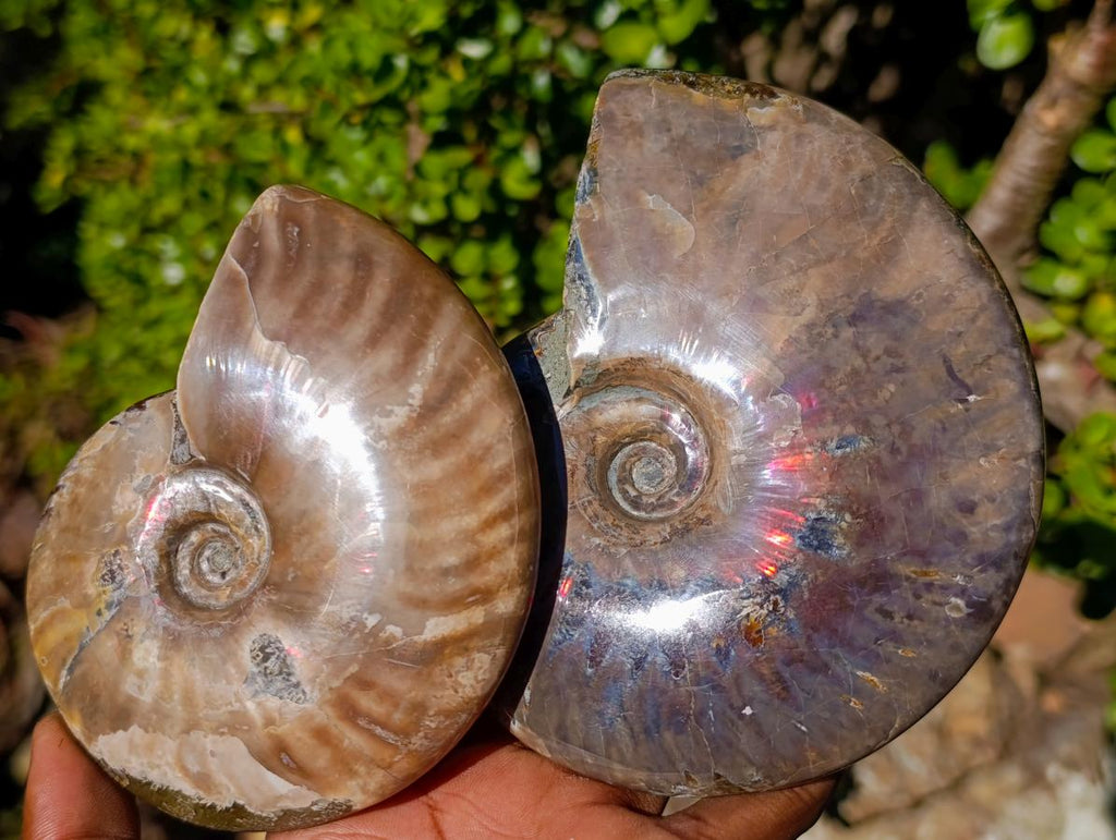 Polished Opalized Cleoniceras Ammonite Fossils x 2 From Tulear, Madagascar