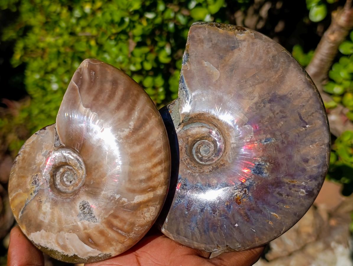 Polished Opalized Cleoniceras Ammonite Fossils x 2 From Tulear, Madagascar