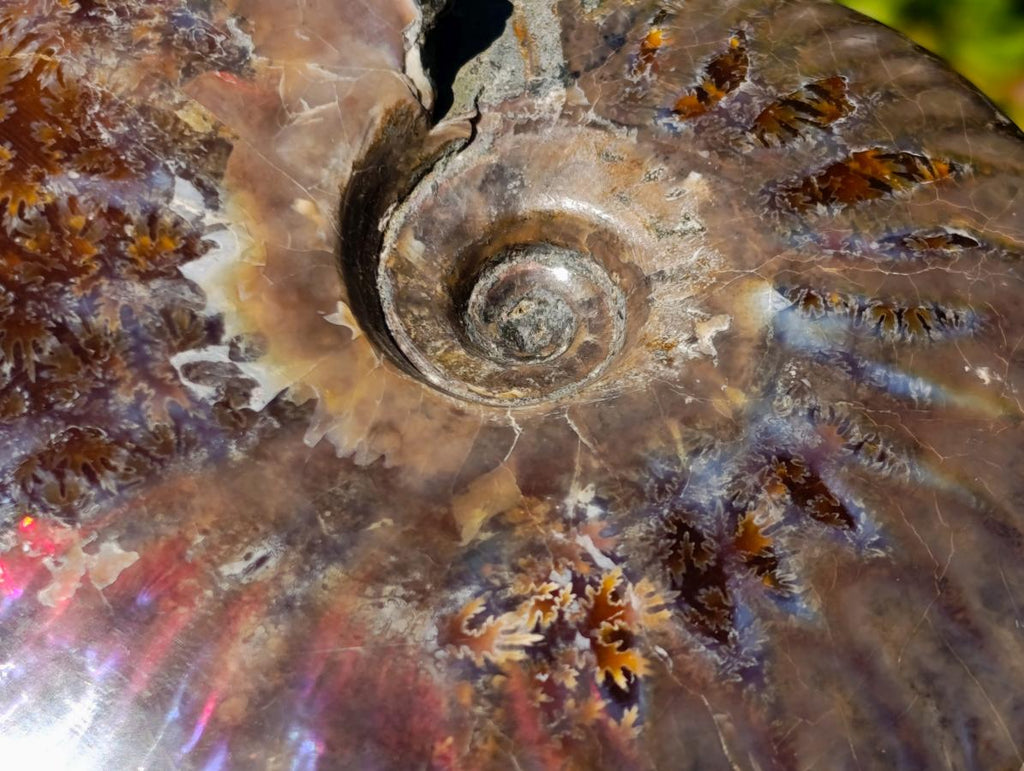 Polished Opalized Cleoniceras Ammonite Fossils x 2 From Tulear, Madagascar