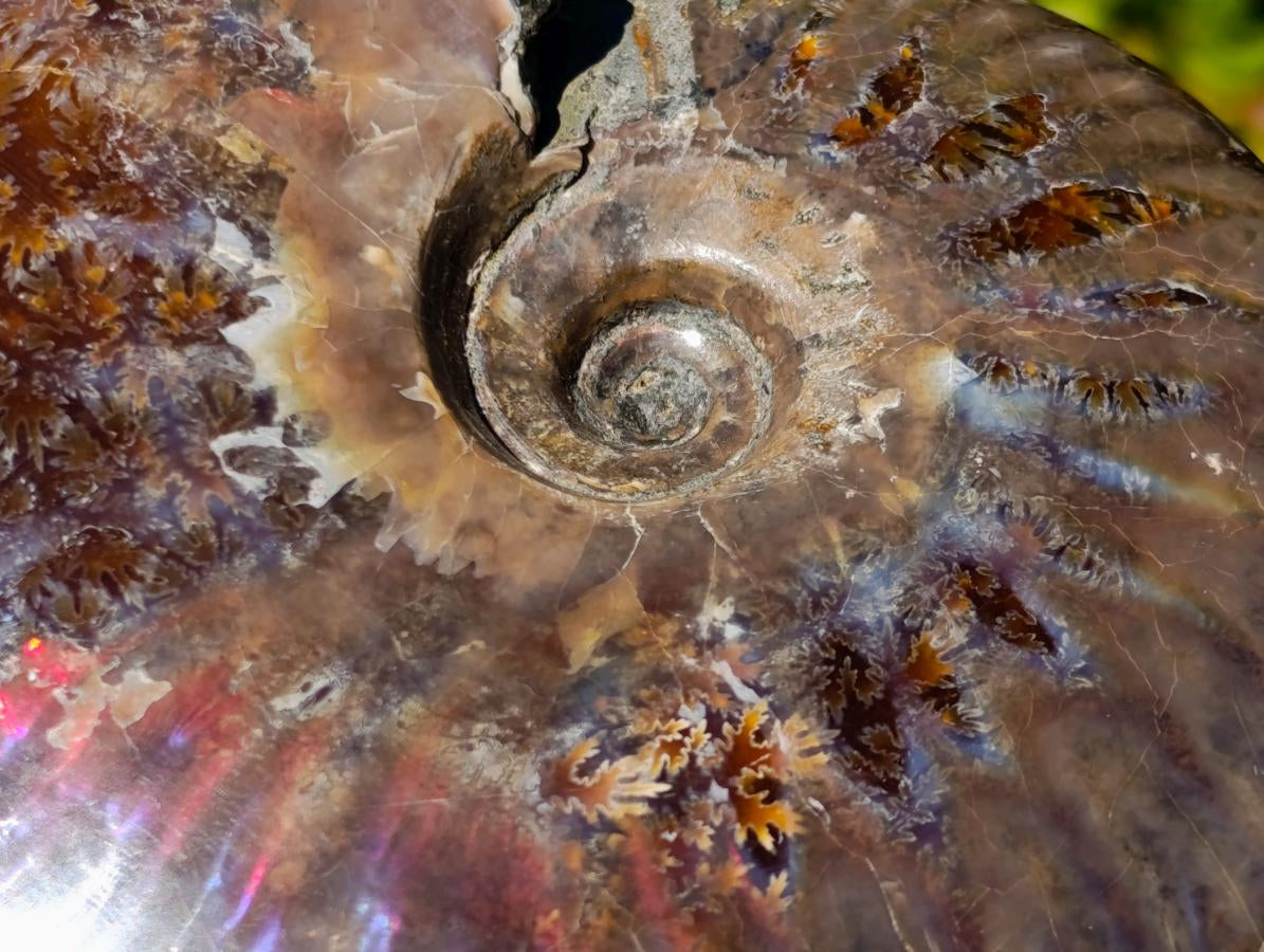 Polished Opalized Cleoniceras Ammonite Fossils x 2 From Tulear, Madagascar