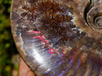 Polished Opalized Cleoniceras Ammonite Fossils x 2 From Tulear, Madagascar