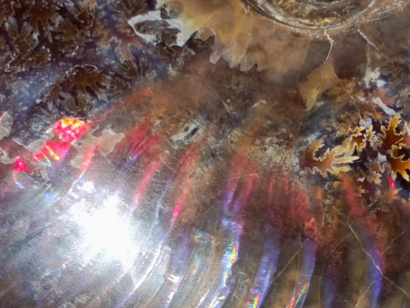 Polished Opalized Cleoniceras Ammonite Fossils x 2 From Tulear, Madagascar