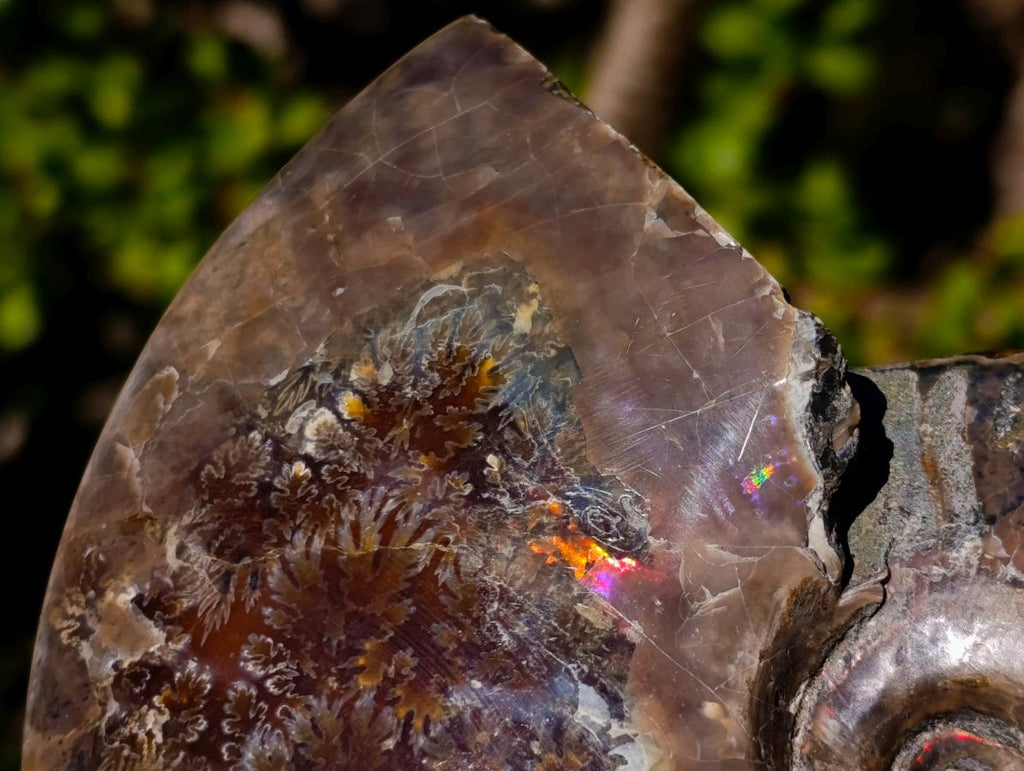 Polished Opalized Cleoniceras Ammonite Fossils x 2 From Tulear, Madagascar