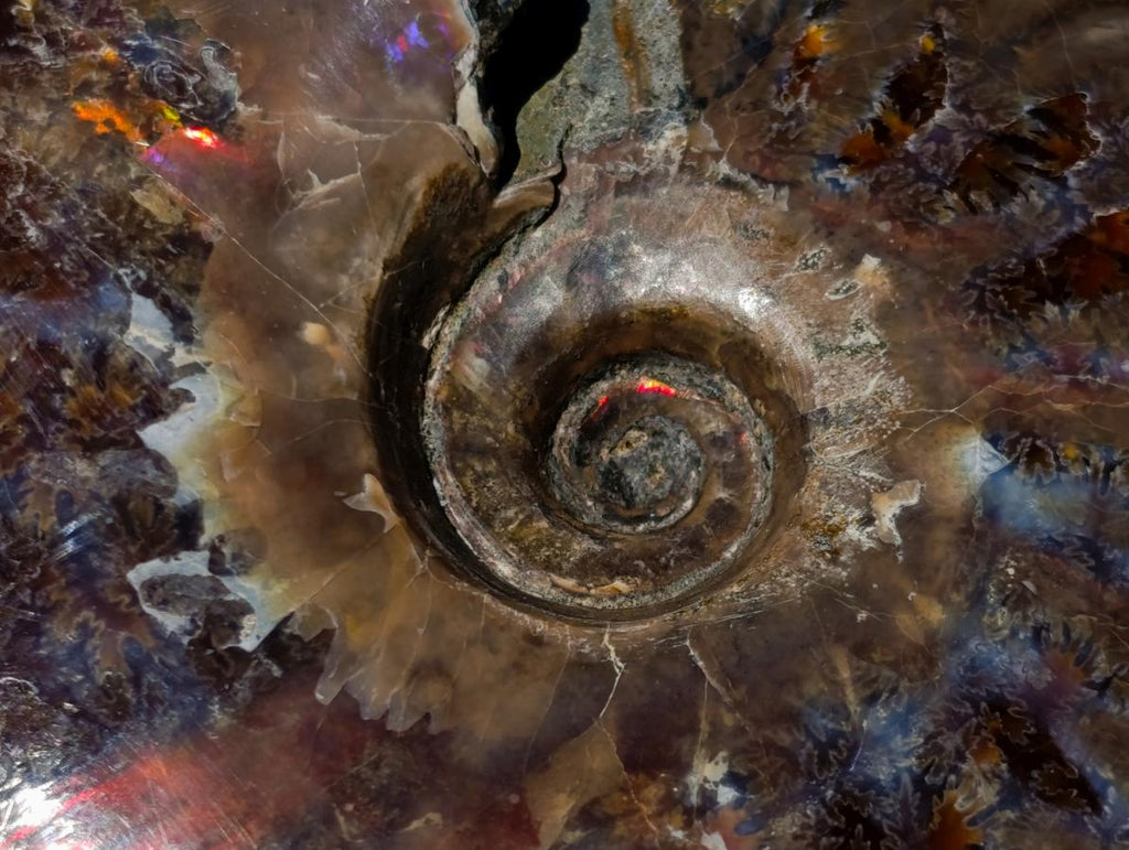 Polished Opalized Cleoniceras Ammonite Fossils x 2 From Tulear, Madagascar