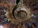 Polished Opalized Cleoniceras Ammonite Fossils x 2 From Tulear, Madagascar