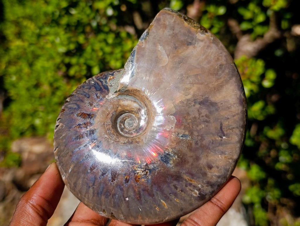 Polished Opalized Cleoniceras Ammonite Fossils x 2 From Tulear, Madagascar