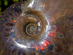 Polished Opalized Cleoniceras Ammonite Fossils x 2 From Tulear, Madagascar