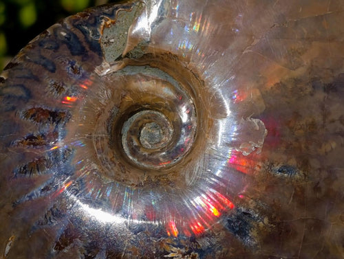Polished Opalized Cleoniceras Ammonite Fossils x 2 From Tulear, Madagascar - Toprock Gemstones and Minerals 