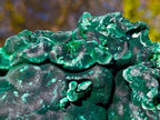 Natural Large Silky Malachite Specimen x 1 From Kasompe, Congo