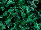 Natural Large Silky Malachite Specimen x 1 From Kasompe, Congo