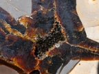 Polished and Natural Large Septerye Sauvage Display Crystal x 1 From Mahajanga, Madagascar
