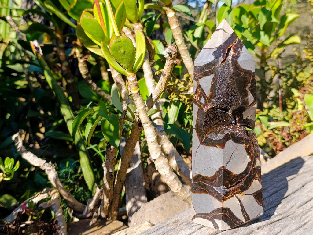 Polished and Natural Large Septerye Sauvage Display Crystal x 1 From Mahajanga, Madagascar
