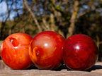 Polished Carnelian Agate Gemstone Spheres x 6 From Madagascar