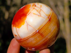 Polished Carnelian Agate Gemstone Spheres x 6 From Madagascar