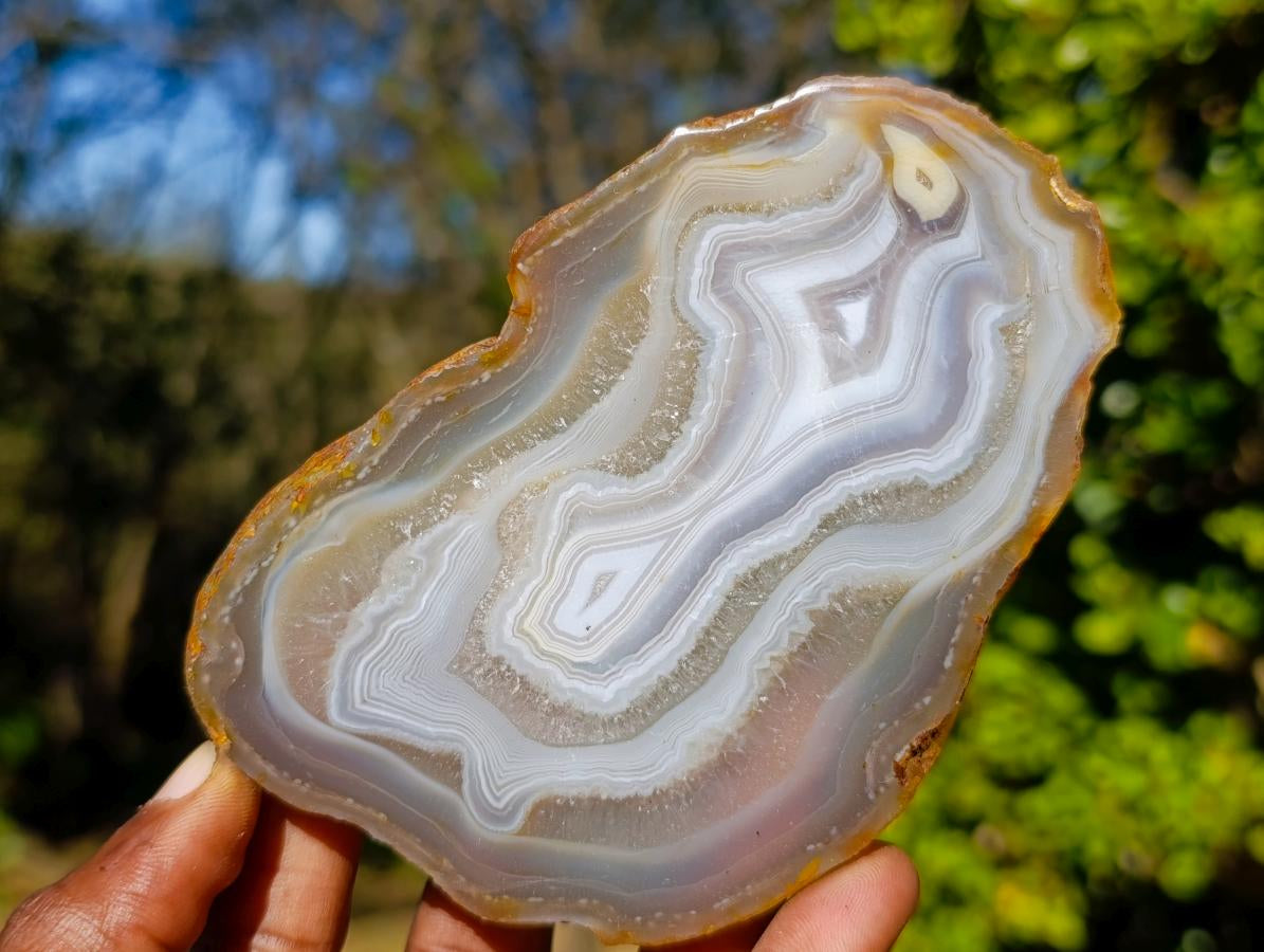 Polished Concentric Ring Agate Slices with Natural Edging x 6 From Madagascar
