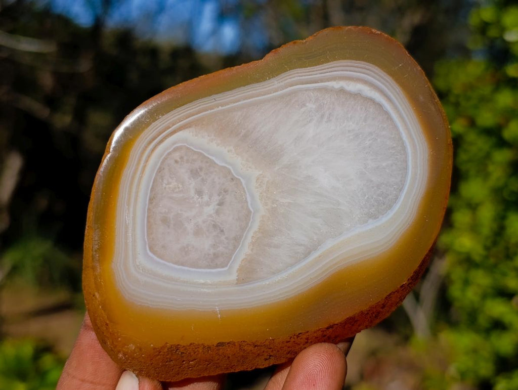 Polished Concentric Ring Agate Slices with Natural Edging x 6 From Madagascar