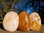 Polished Bivalve Fossil Clams x 12 From Maintirano, Madagascar