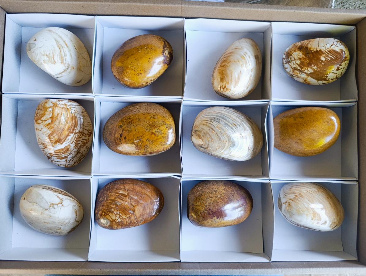Polished Bivalve Fossil Clams x 12 From Maintirano, Madagascar