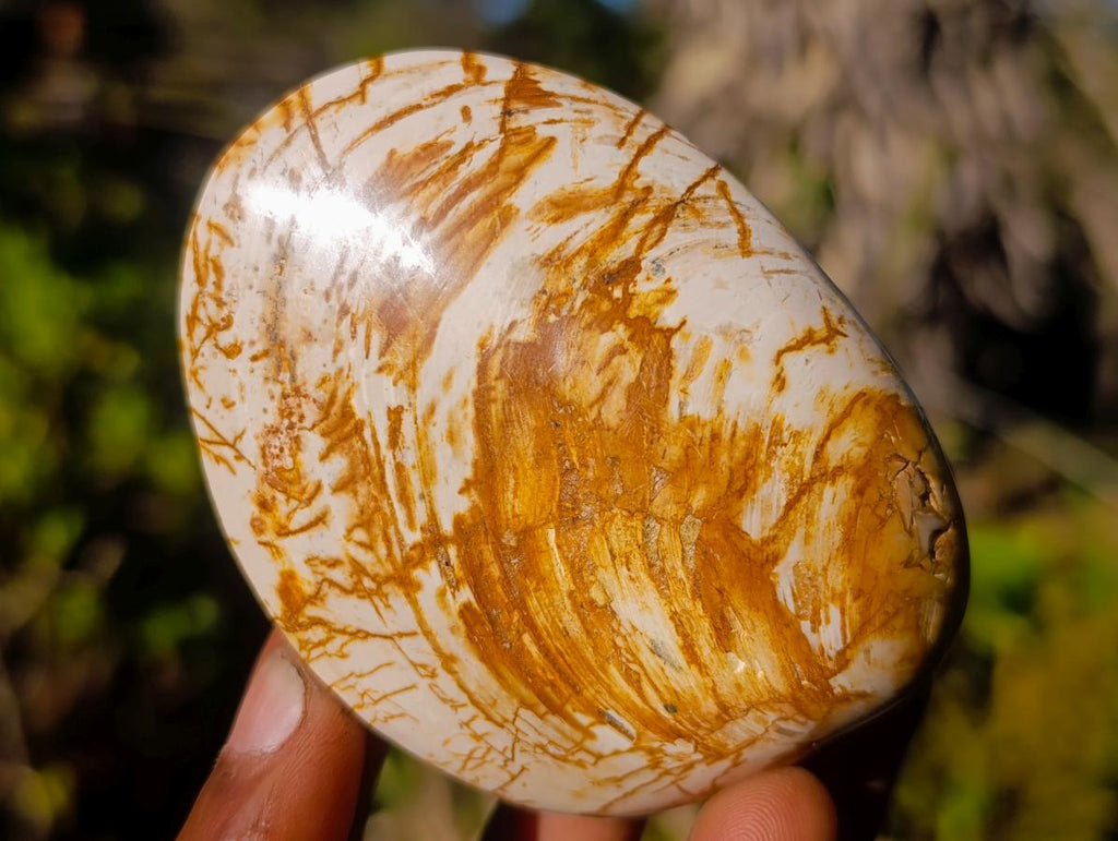 Polished Bivalve Fossil Clams x 12 From Maintirano, Madagascar