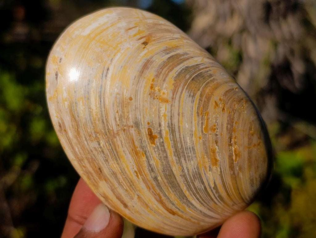 Polished Bivalve Fossil Clams x 12 From Maintirano, Madagascar