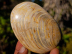 Polished Bivalve Fossil Clams x 12 From Maintirano, Madagascar