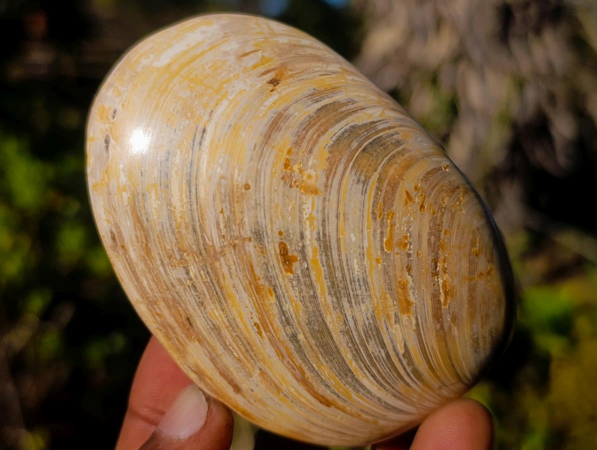 Polished Bivalve Fossil Clams x 12 From Maintirano, Madagascar