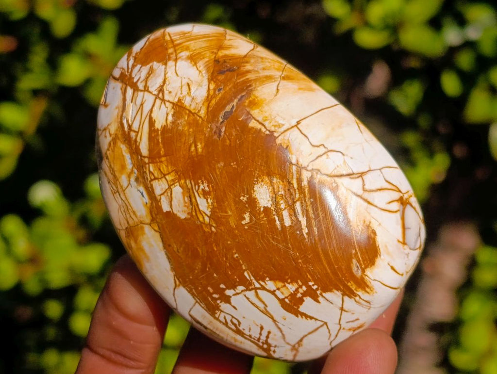 Polished Bivalve Fossil Clams x 12 From Maintirano, Madagascar