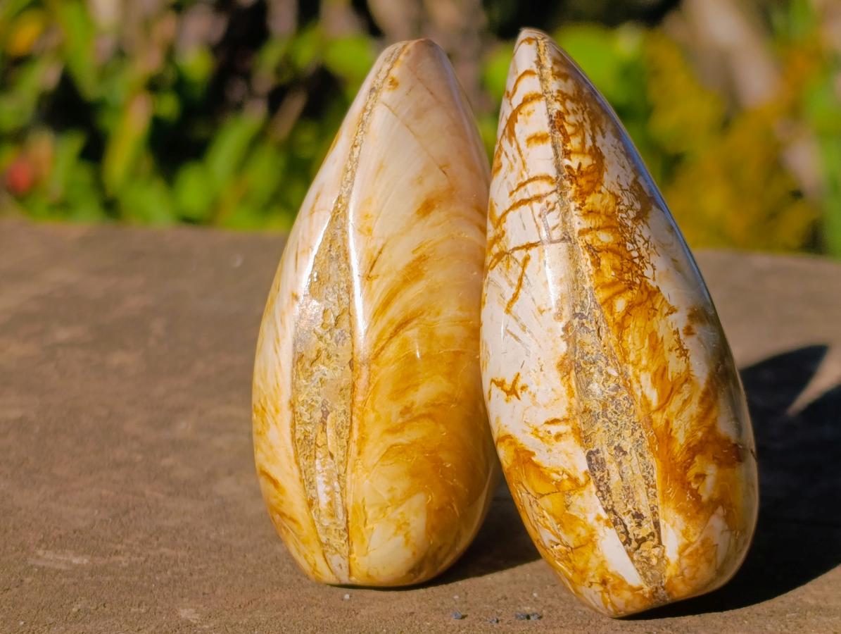 Polished Bivalve Fossil Clams x 12 From Maintirano, Madagascar
