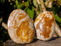 Polished Bivalve Fossil Clams x 12 From Maintirano, Madagascar