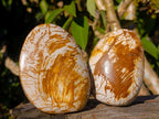 Polished Bivalve Fossil Clams x 12 From Maintirano, Madagascar