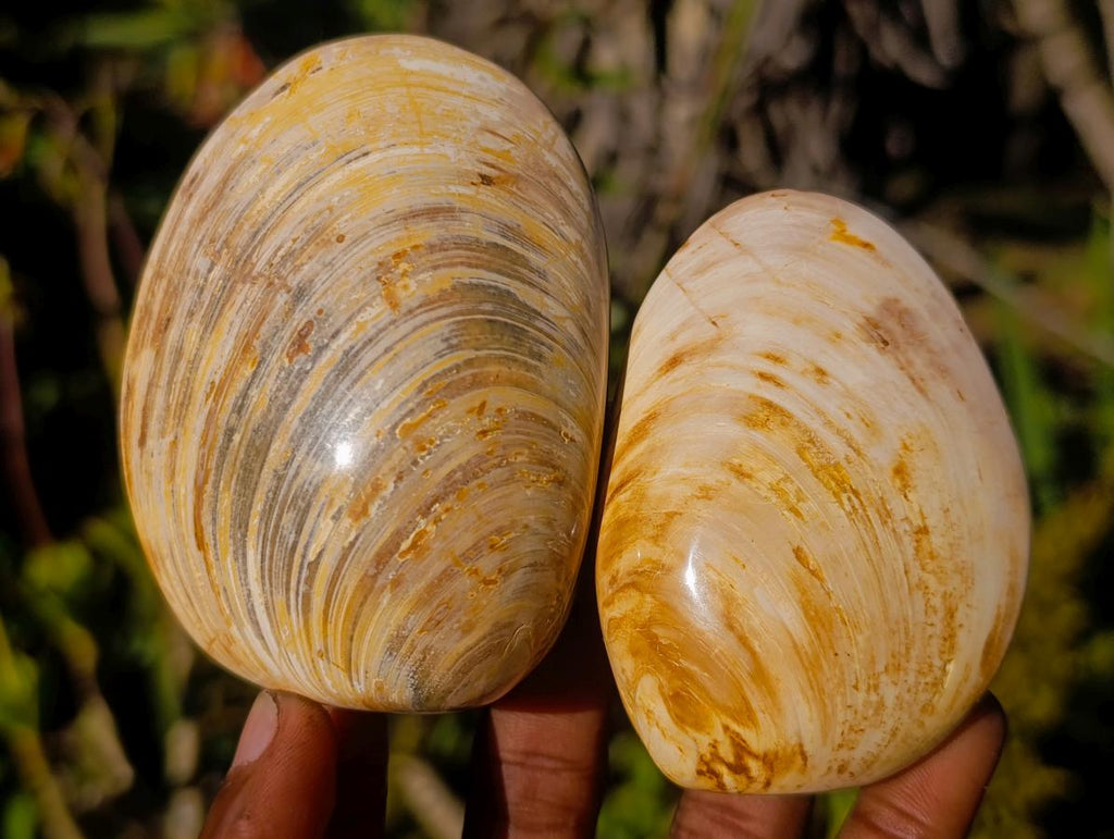 Polished Bivalve Fossil Clams x 12 From Maintirano, Madagascar