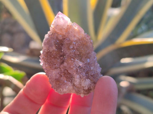 Natural Spirit Amethyst Clusters x 12 From Boekenhouthoek, South Africa - Toprock Gemstones and Minerals 