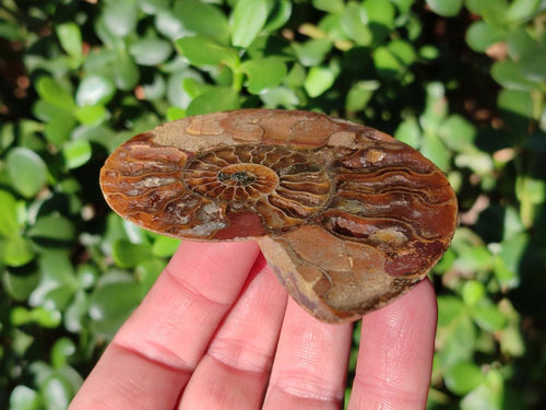 Polished Red Ammolite Cleoniceras Opalized Ammonite Fossils x 6 From Tulear, Madagascar - Toprock Gemstones and Minerals 