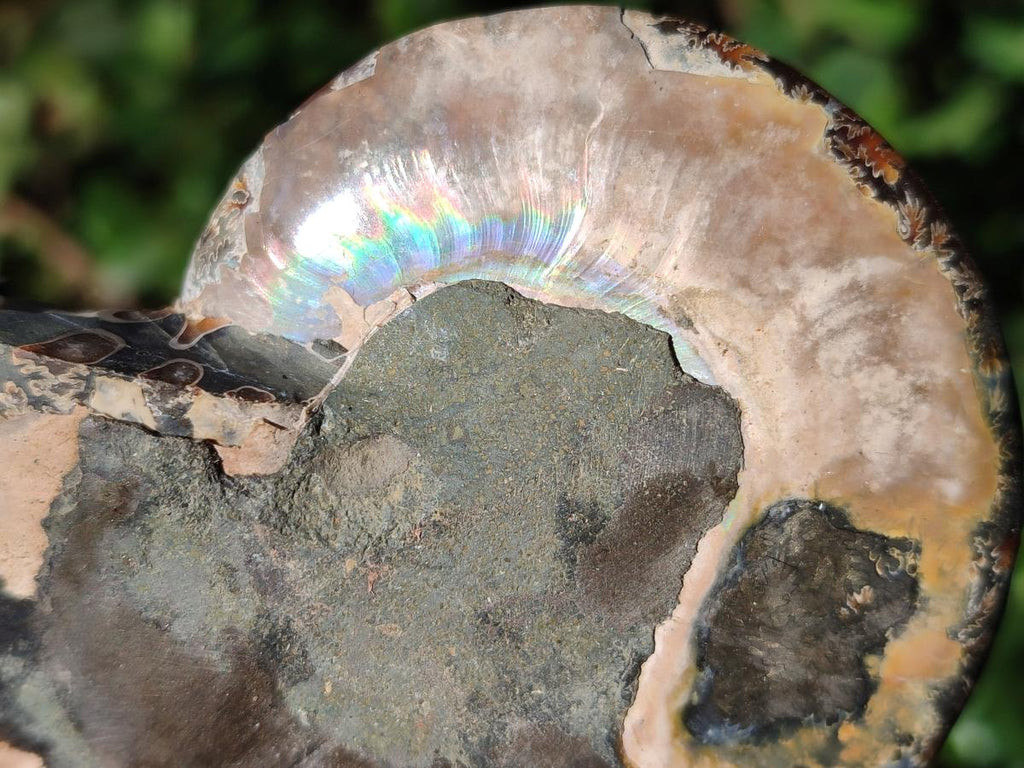 Polished Red Ammolite Cleoniceras Opalized Ammonite Fossils x 6 From Tulear, Madagascar - Toprock Gemstones and Minerals 