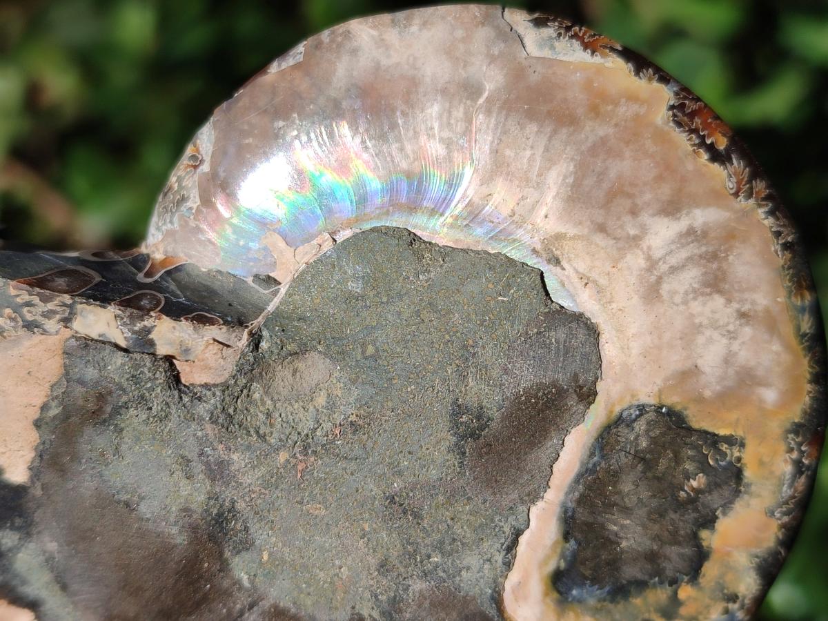 Polished Red Ammolite Cleoniceras Opalized Ammonite Fossils x 6 From Tulear, Madagascar - Toprock Gemstones and Minerals 