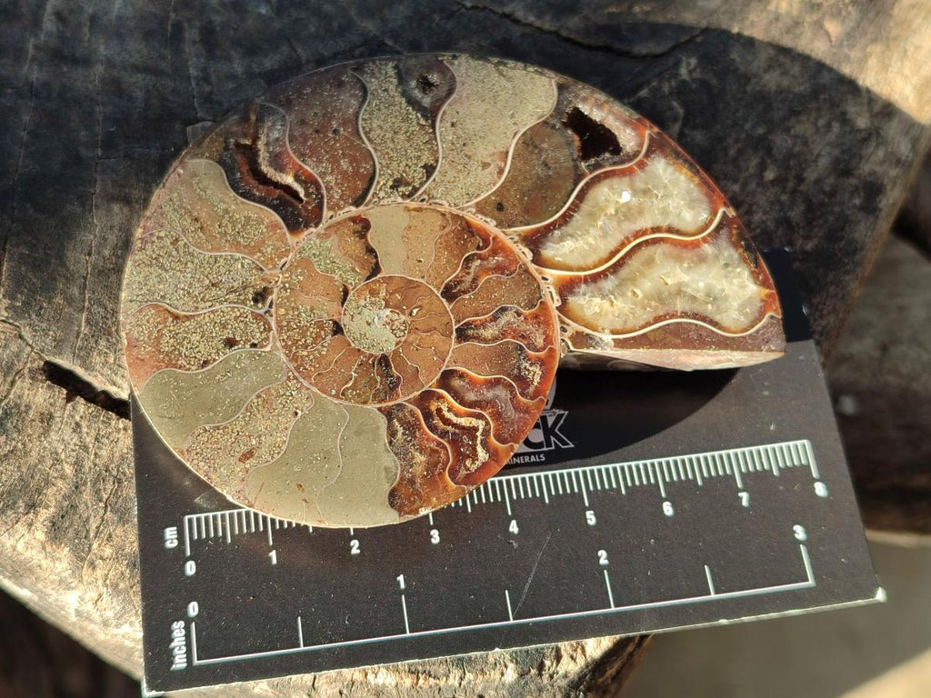 Polished Red Ammolite Cleoniceras Opalized Ammonite Fossils x 6 From Tulear, Madagascar - Toprock Gemstones and Minerals 