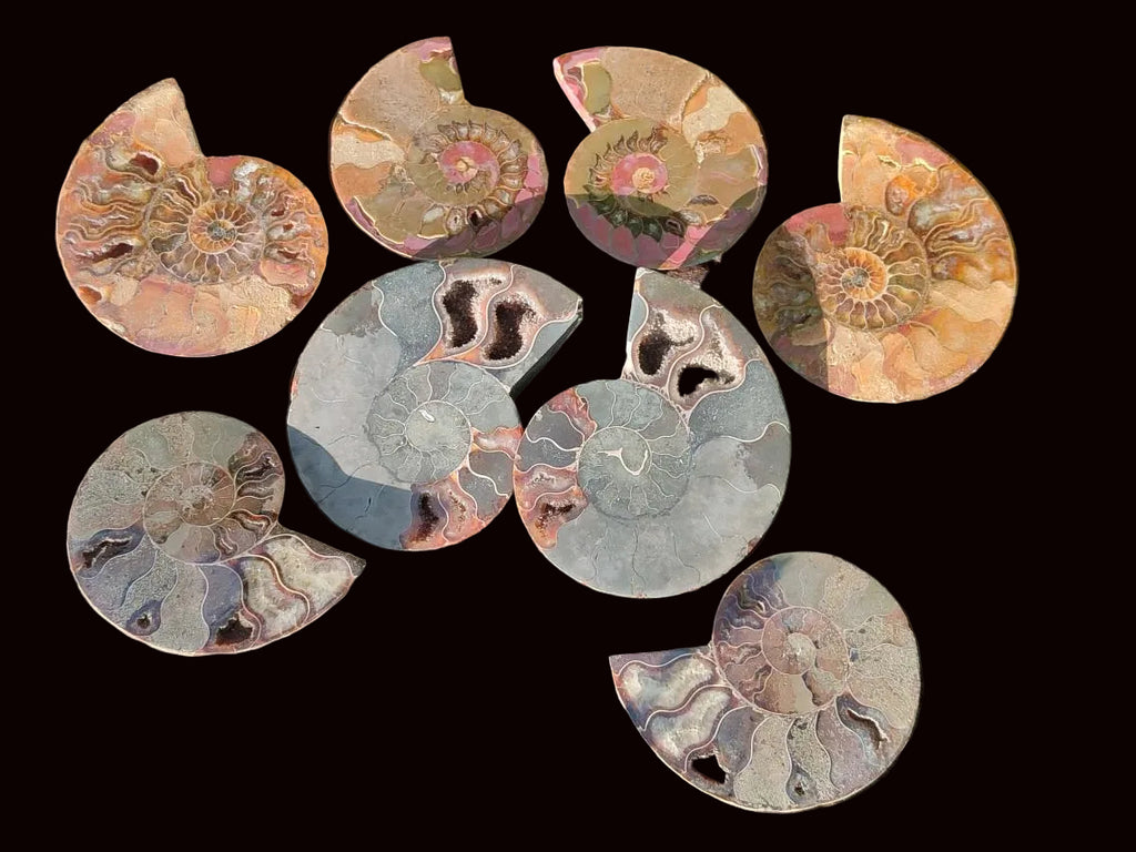 Polished Red Ammolite Cleoniceras Opalized Ammonite Fossils x 6 From Tulear, Madagascar - Toprock Gemstones and Minerals 