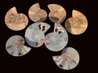 Polished Red Ammolite Cleoniceras Opalized Ammonite Fossils x 6 From Tulear, Madagascar - Toprock Gemstones and Minerals 