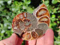 Polished Red Ammolite Cleoniceras Opalized Ammonite Fossils x 6 From Tulear, Madagascar - Toprock Gemstones and Minerals 