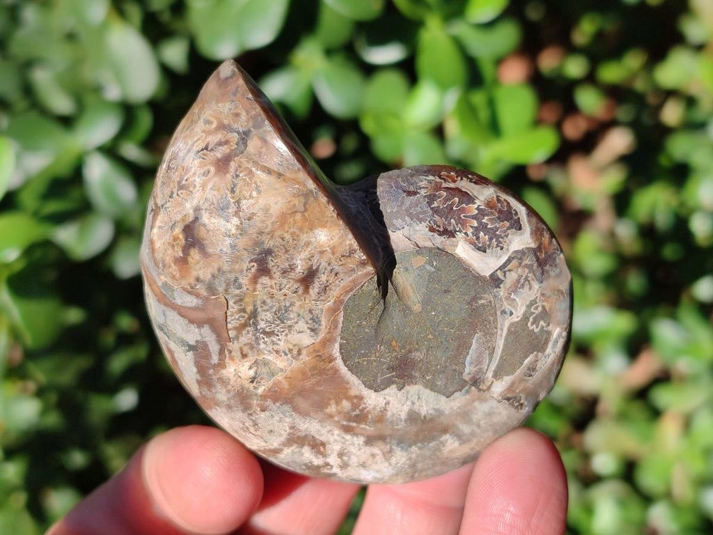 Polished Red Ammolite Cleoniceras Opalized Ammonite Fossils x 6 From Tulear, Madagascar - Toprock Gemstones and Minerals 